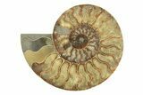 Very Large, Cut & Polished Ammonite Fossil - Madagasar #239223-1